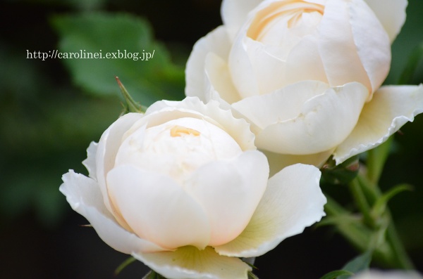 愛する薔薇と愛猫と　　My Garden Roses(for moist potpourri)&My Pretty Girl Apelila_d0025294_18572382.jpg