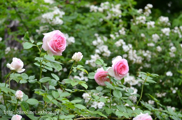 愛する薔薇と愛猫と　　My Garden Roses(for moist potpourri)&My Pretty Girl Apelila_d0025294_19273332.jpg