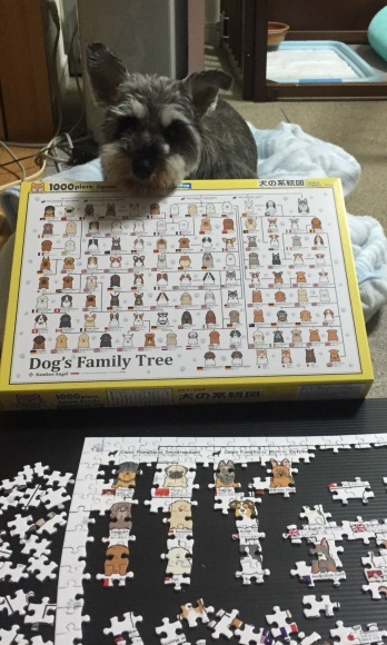 犬の系統図 こはるとこまちの作り方 犬の系統図 こはるとこまちの作り方