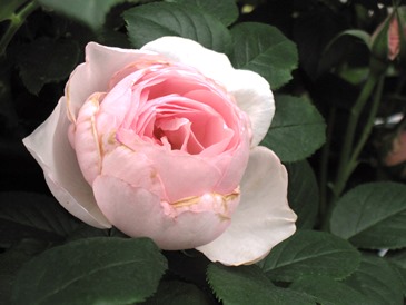 c0117898_1225211.jpg