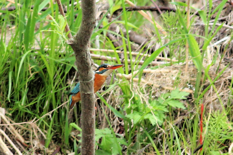 c0360399_21203832.jpg