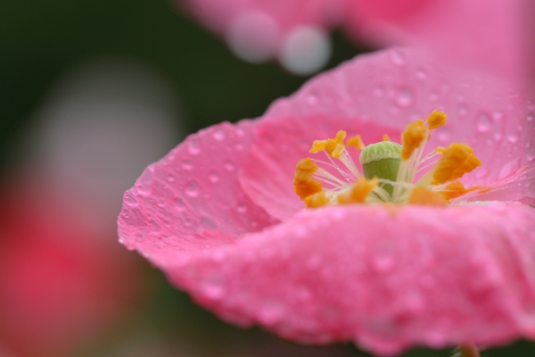 雨の久里浜花の国・・・_f0233999_20354593.jpg