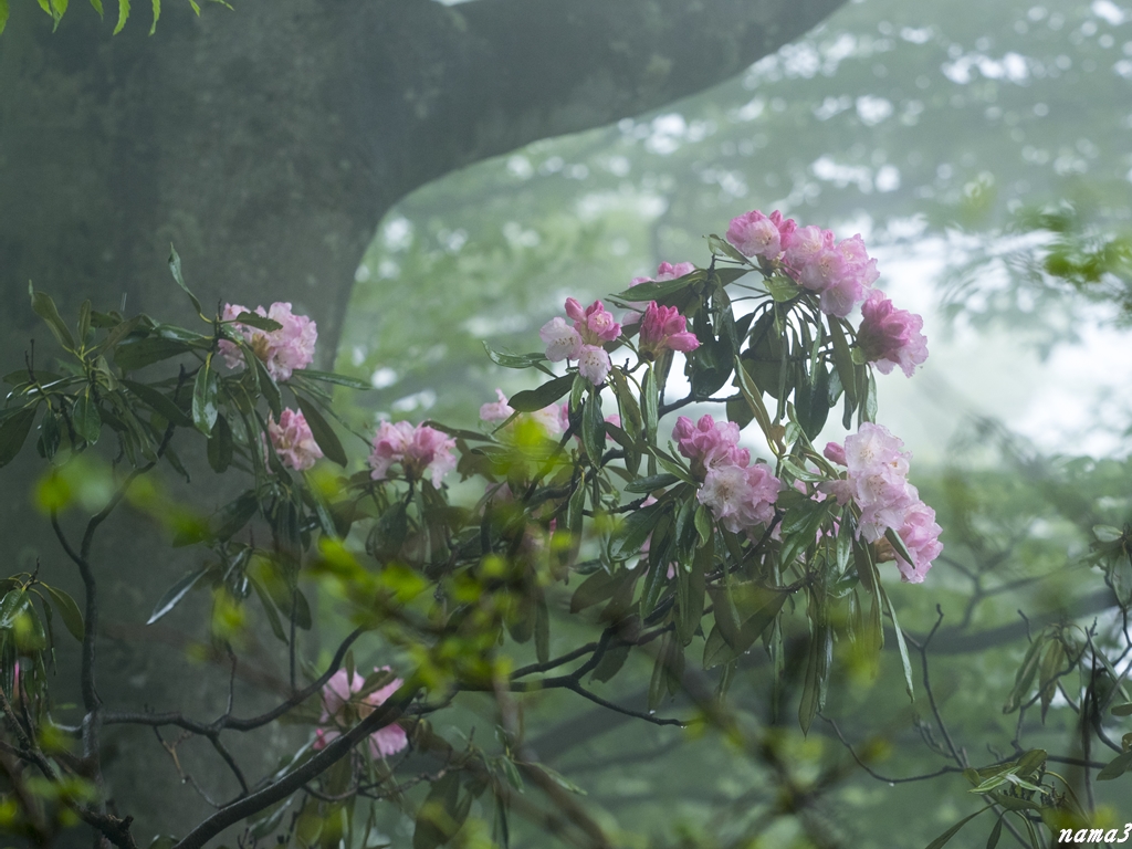 花の天城山_f0224100_22492794.jpg