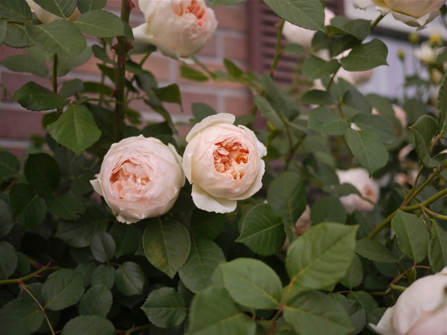 e0163202_21215595.jpg