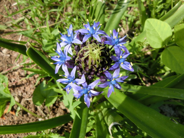 芍薬・テイカカズラ・ほか_a0203003_14352412.jpg