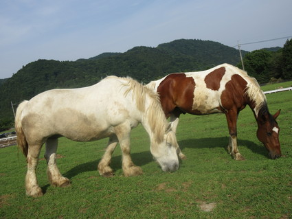 初夏の山小屋 & 服部牧場_c0212604_1915432.jpg