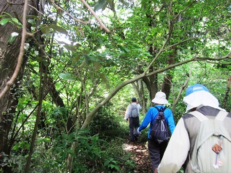 鎌倉歩協　5月例会－鎌倉の3大緑地を巡る(2015.05.17)_e0245404_1745340.jpg