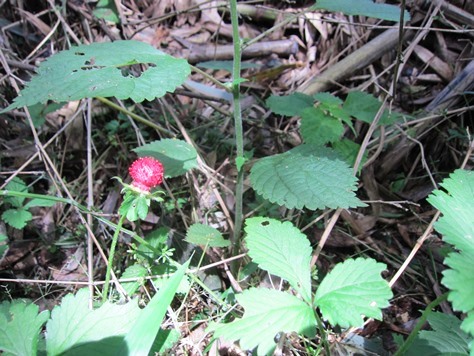 e0245404_17455610.jpg