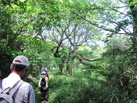 鎌倉歩協　5月例会－鎌倉の3大緑地を巡る(2015.05.17)_e0245404_17464624.jpg