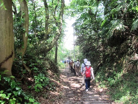 鎌倉歩協　5月例会－鎌倉の3大緑地を巡る(2015.05.17)_e0245404_174706.jpg