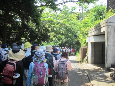 鎌倉歩協　5月例会－鎌倉の3大緑地を巡る(2015.05.17)_e0245404_1748227.jpg