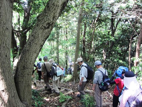 鎌倉歩協　5月例会－鎌倉の3大緑地を巡る(2015.05.17)_e0245404_17484725.jpg