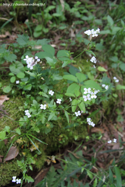 伊吹山　5月の花たち_c0189013_1613416.jpg