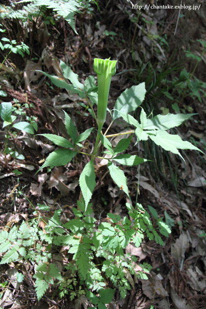 伊吹山　5月の花たち_c0189013_16144358.jpg