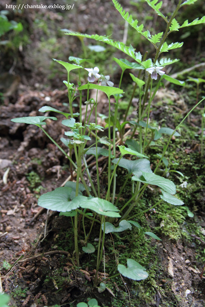 伊吹山　5月の花たち_c0189013_1616529.jpg