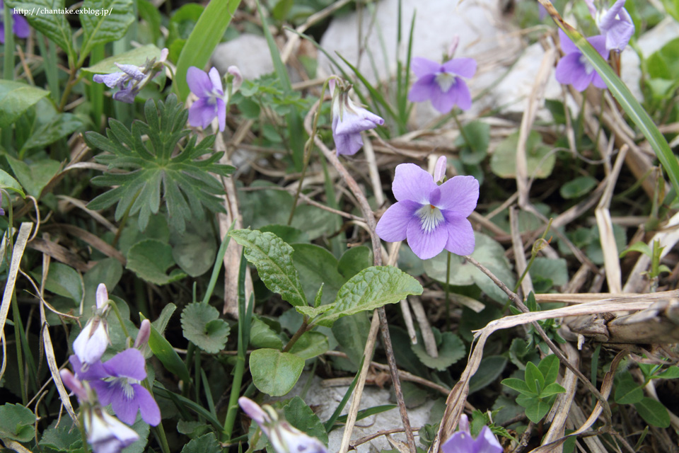 伊吹山　5月の花たち_c0189013_16175728.jpg