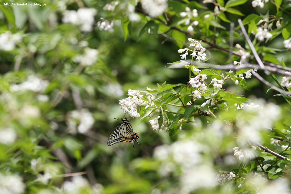 伊吹山　5月の花たち_c0189013_16215790.jpg