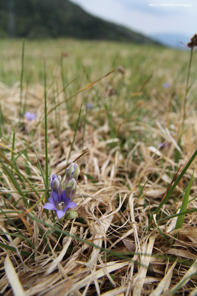 伊吹山　5月の花たち_c0189013_16232837.jpg