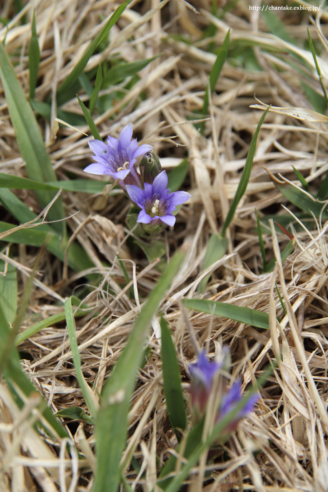 伊吹山　5月の花たち_c0189013_1629415.jpg