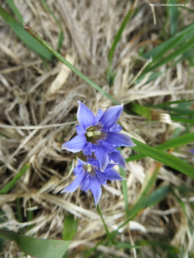 伊吹山　5月の花たち_c0189013_16321553.jpg