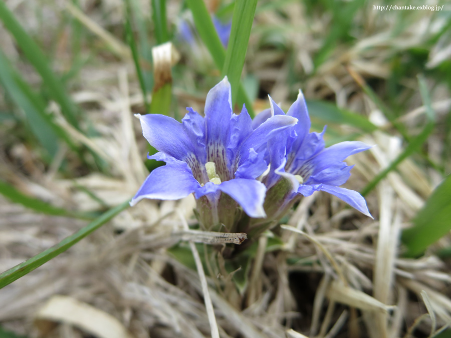 伊吹山　5月の花たち_c0189013_16351123.jpg