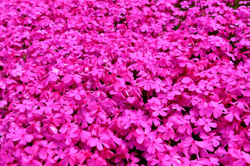 京丹後市 弥栄町 森林公園スイス村の芝桜まつり R K Photo Gallery 四季の詩