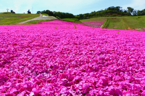 京丹後市 弥栄町 森林公園スイス村の芝桜まつり R K Photo Gallery 四季の詩