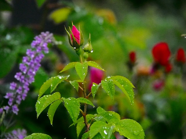 a0087818_13572860.jpg