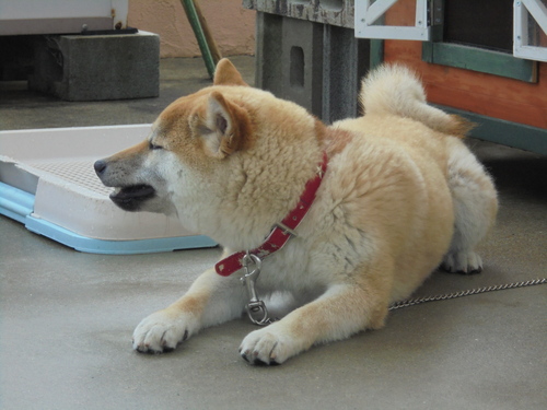 曇り晴れ_a0093423_843911.jpg