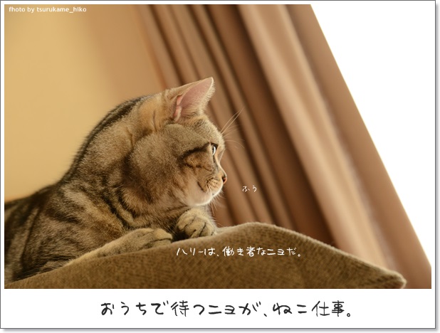 【本日のどらねこハリー】 狩りの基本は【待ち】なニョだ。わたしも見習わなくっちゃね。_a0158724_20441762.jpg