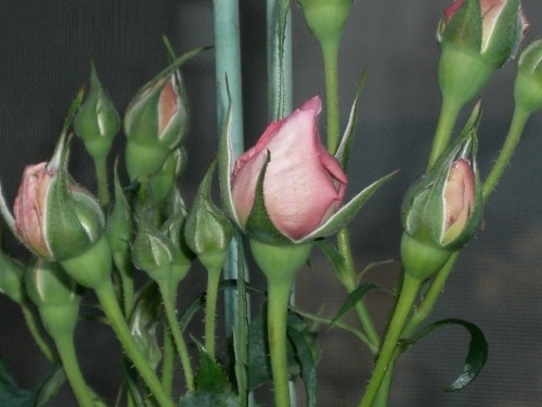 c0364426_20504607.jpg