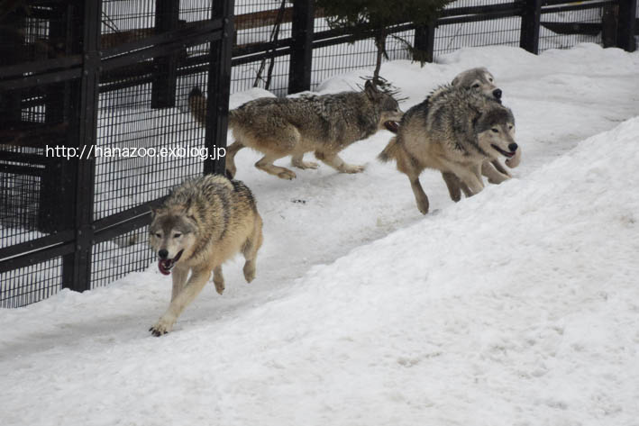 雪の中を探索！オオカミのおやつタイム_b0245634_20515582.jpg