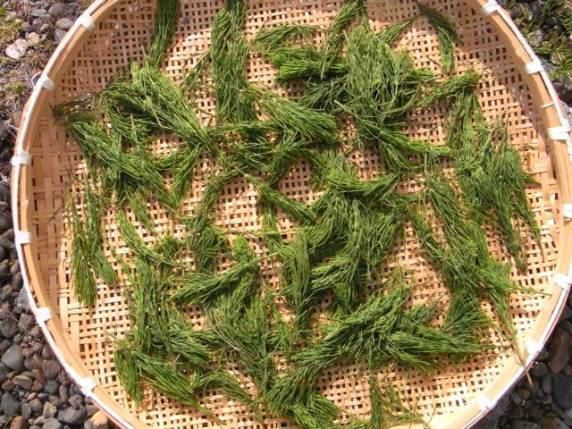 スギナ茶づくり_e0229334_21101812.jpg