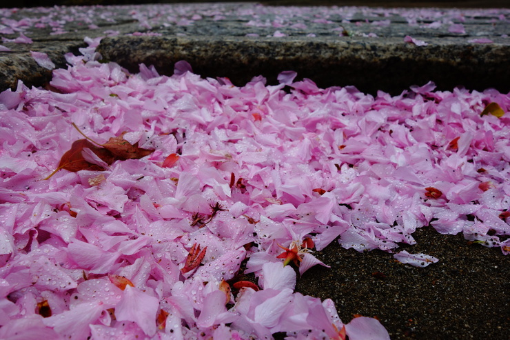 定期券区間内散歩 その8～品川神社_a0287336_22155213.jpg