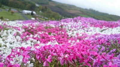 旅日記 植物編_a0266139_21542226.jpg