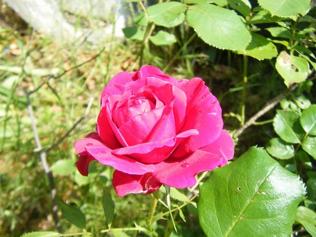 e0146841_22054754.jpg