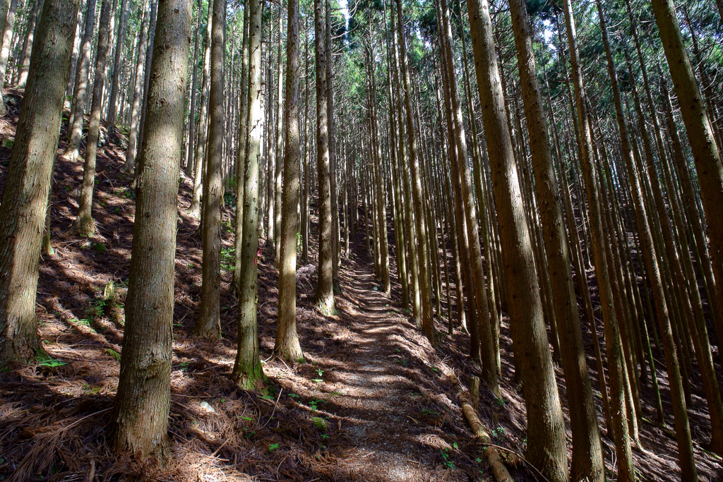 山上の庭園　山犬嶽_b0161248_183327.jpg