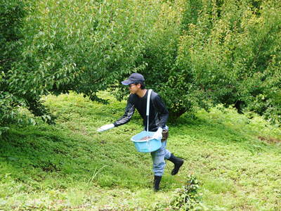 山あいの南高梅　今期の青梅の出荷は6月10日前後から！_a0254656_1915413.jpg