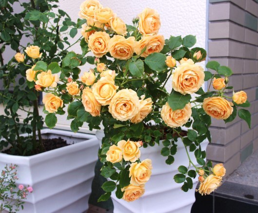 ラ ドルチェ ヴィータ が開花 La Rose 薔薇の庭