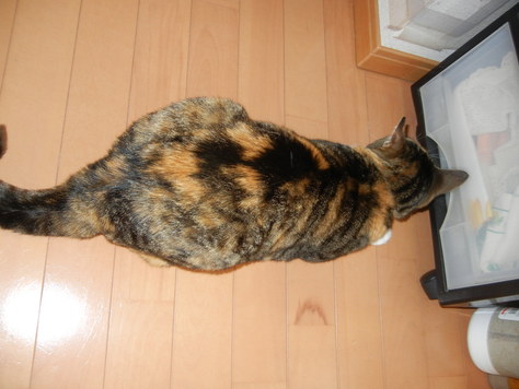 ’15,5,17(日)ヘルシーなパパご飯!_f0060461_1139153.jpg