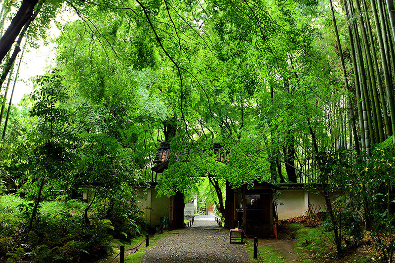 竹の寺　地蔵院　雨霽れる_c0317868_16060929.jpg