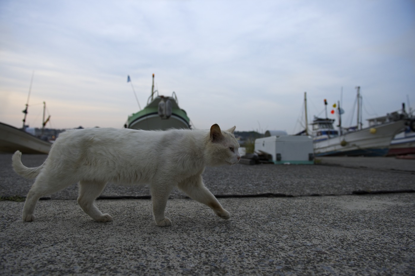 海のねこさん達　またまたまた失礼致します<(_ _)>_f0011273_18263755.jpg