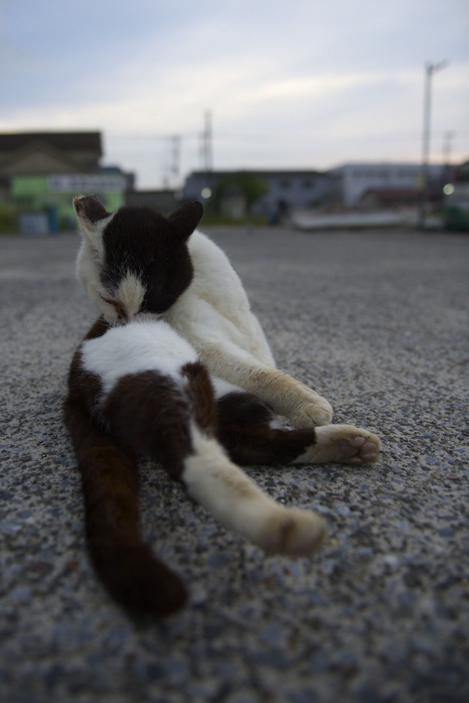 海のねこさん達　またまたまた失礼致します<(_ _)>_f0011273_18272247.jpg