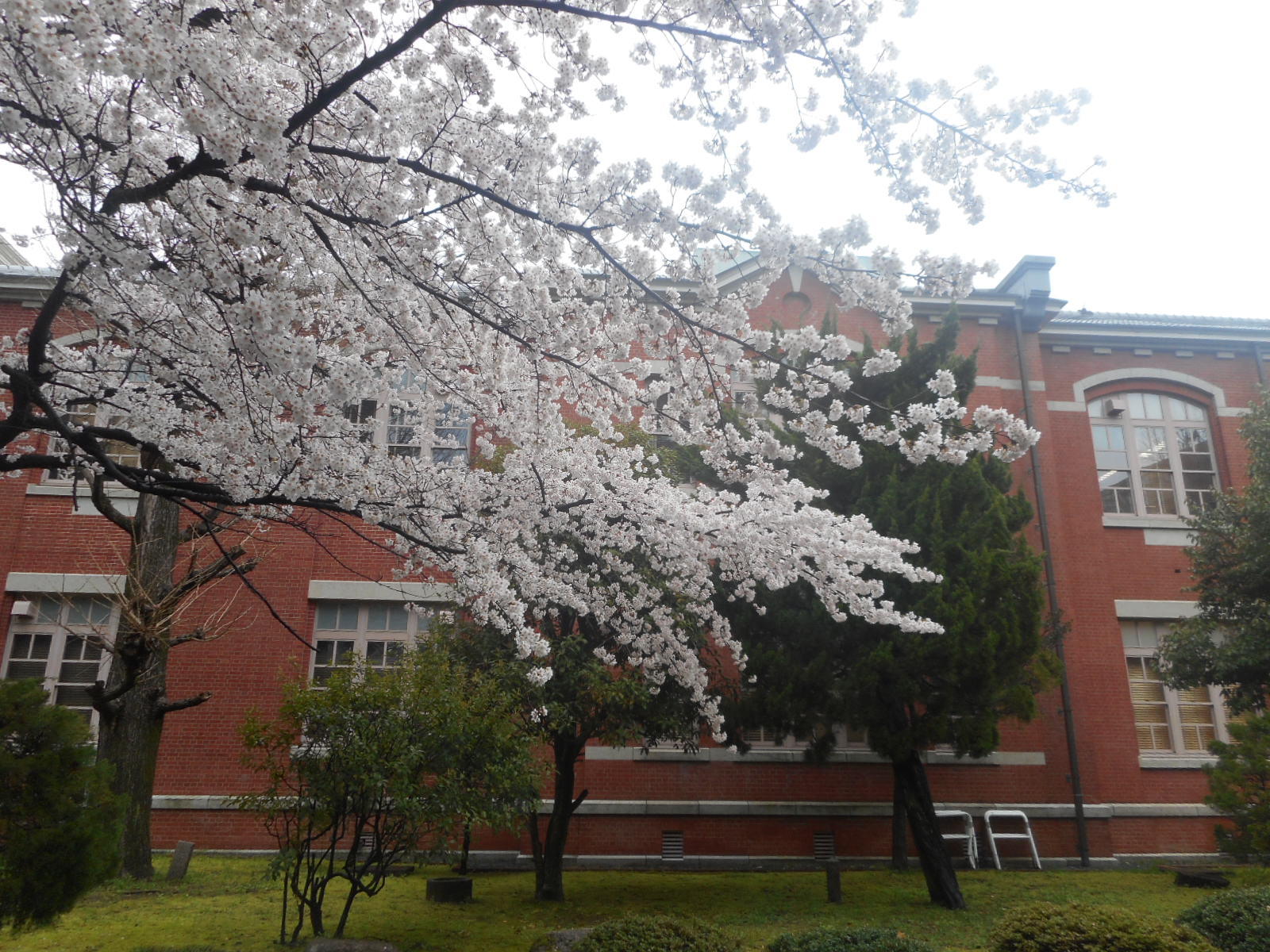 2015　桜　２_f0163873_11305120.jpg