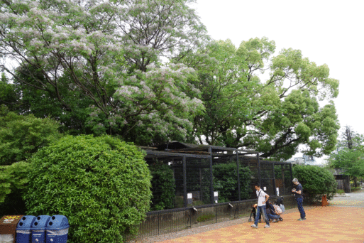 動物園でスケッチ_b0159780_218727.gif