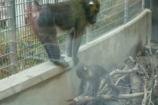 動物園でスケッチ_b0159780_2195252.gif