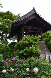 石光寺　アメリカ芍薬_c0229483_20342369.jpg