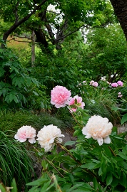 石光寺　アメリカ芍薬_c0229483_20344224.jpg