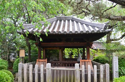 石光寺　アメリカ芍薬_c0229483_20374069.jpg