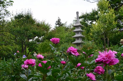 石光寺　アメリカ芍薬_c0229483_20384085.jpg